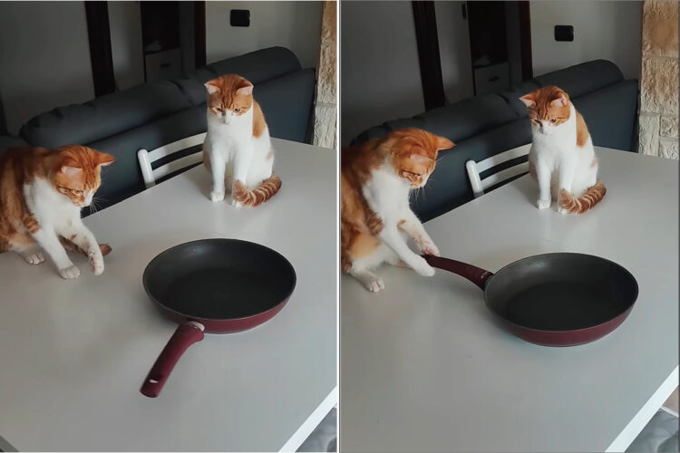 テーブルに置かれたフライパンが気になる猫たち。チョンチョンっと触れるとクルクル回るこのフライパンからもう目が離せません！！【動画】