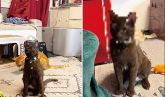 シャボン玉に夢中になっている猫。必死に飛びかかっているこの子は、自分の顔に生じているある異変に気が付いていないみたい【アメリカ・動画】