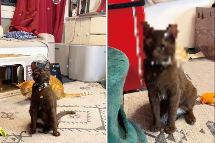 シャボン玉に夢中になっている猫。必死に飛びかかっているこの子は、自分の顔に生じているある異変に気が付いていないみたい【アメリカ・動画】