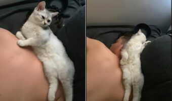 うつ伏せで寝ているパパさんの首の上でくつろいでいる猫。この後、パパさんがしばらく起きることができなくなる事態に!!【海外・動画】