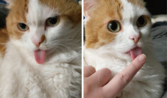 リラックスしているのか舌をしまい忘れている猫。飼い主さんがとツンツンっと触れてようやく気が付いたようで、慌ててしまおうとしますが・・