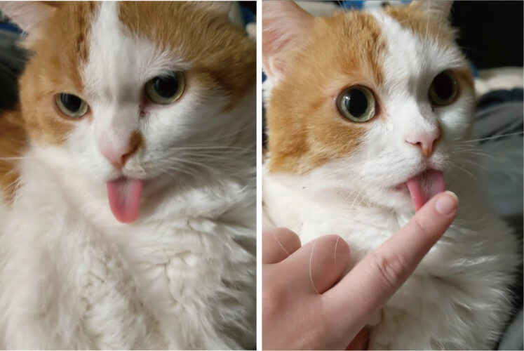 リラックスしているのか舌をしまい忘れている猫。飼い主さんがとツンツンっと触れてようやく気が付いたようで、慌ててしまおうとしますが・・