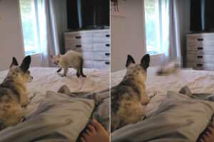 チワワのことを威嚇するハイランダーキャットの赤ちゃん、『やんのかステップ』で右へ左へ。チワワに心を許していないみたいです【海外・動画】