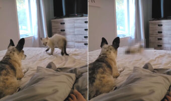 チワワのことを威嚇するハイランダーキャットの赤ちゃん、『やんのかステップ』で右へ左へ。チワワに心を許していないみたいです【海外・動画】