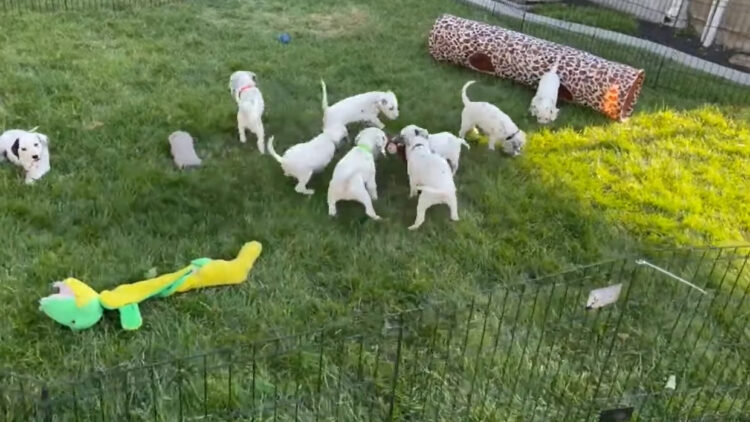 みんなでワチャワチャ！オモチャで遊びたいダルメシアンの子犬たちが取り合い中！だけど、中にはのんびりマイペースに過ごしている子もいました