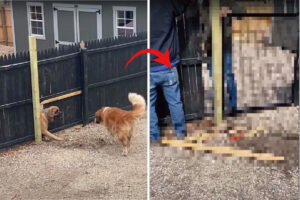 隣家との境であるウッドフェンスを壊してたセント・バーナード。その理由を察した飼い主さんとお隣さんは、愛犬たちが喜ぶある対応を取りました