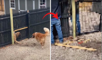 隣家との境であるウッドフェンスを壊してたセント・バーナード。その理由を察した飼い主さんとお隣さんは、愛犬たちが喜ぶある対応を取りました