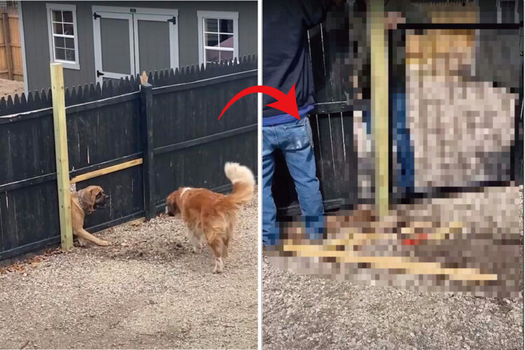 隣家との境であるウッドフェンスを壊してたセント・バーナード。その理由を察した飼い主さんとお隣さんは、愛犬たちが喜ぶある対応を取りました