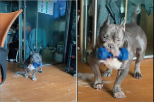 オモチャをくわえてやって来たと思われた愛犬。だけどそれ、オモチャにするには重いんじゃない？？【海外・動画】