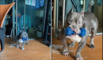 オモチャをくわえてやって来たと思われた愛犬。だけどそれ、オモチャにするには重いんじゃない??【海外・動画】