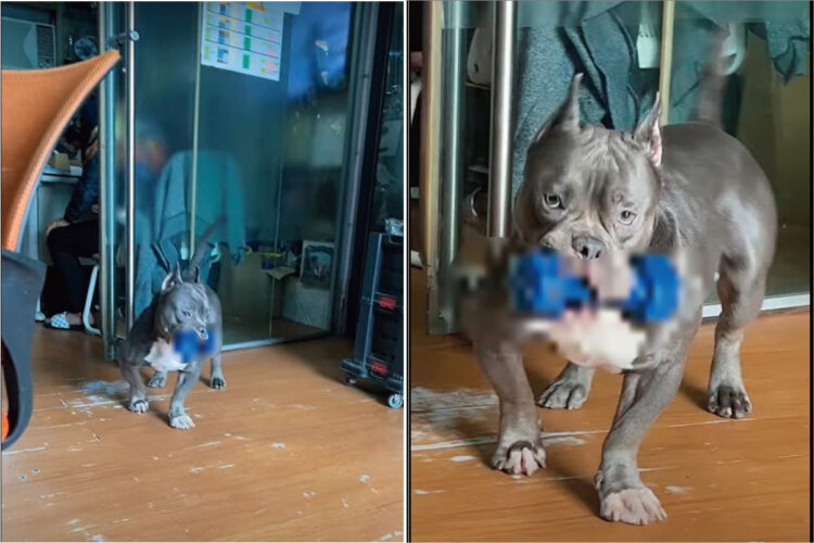 オモチャをくわえてやって来たと思われた愛犬。だけどそれ、オモチャにするには重いんじゃない？？【海外・動画】