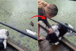 水面を泳ぐアヒルの姿をしげしげと見つめる犬。飼い主さんが「あっちへ行こう」の意味で「GO!」と言ったところ、ある勘違いをしたらしく・・！