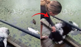 水面を泳ぐアヒルの姿をしげしげと見つめる犬。飼い主さんが「あっちへ行こう」の意味で「GO!」と言ったところ、ある勘違いをしたらしく・・！