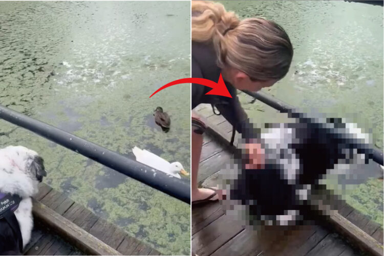 水面を泳ぐアヒルの姿をしげしげと見つめる犬。飼い主さんが「あっちへ行こう」の意味で「GO!」と言ったところ、ある勘違いをしたらしく・・！