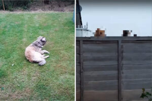 「いったいニャにをしてるんだか・・」ヘソ天になってゴキゲンな様子で体を撫でられている犬。その姿にじっと向けられる視線が2つ【海外・動画】