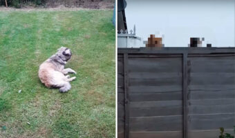 「いったいニャにをしてるんだか・・」ヘソ天になってゴキゲンな様子で体を撫でられている犬。その姿にじっと向けられる視線が2つ【海外・動画】