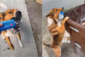 お手伝いでごみ捨てをしてくれる愛犬。一度目はペットボトルを口から放してしまいましたが・・、二度目は成功なるのでしょうか！？【海外・動画】