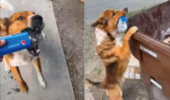 お手伝いでごみ捨てをしてくれる愛犬。一度目はペットボトルを口から放してしまいましたが・・、二度目は成功なるのでしょうか!?【海外・動画】