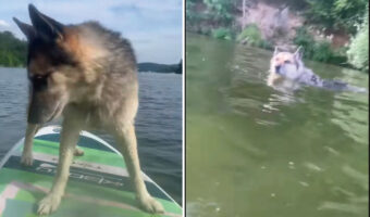 飼い主さんと一緒にパドルボードで湖面に浮かぶ愛犬。ところが、この子が急に湖に飛び込んだ結果、飼い主さんはとばっちりを喰らう羽目に・・