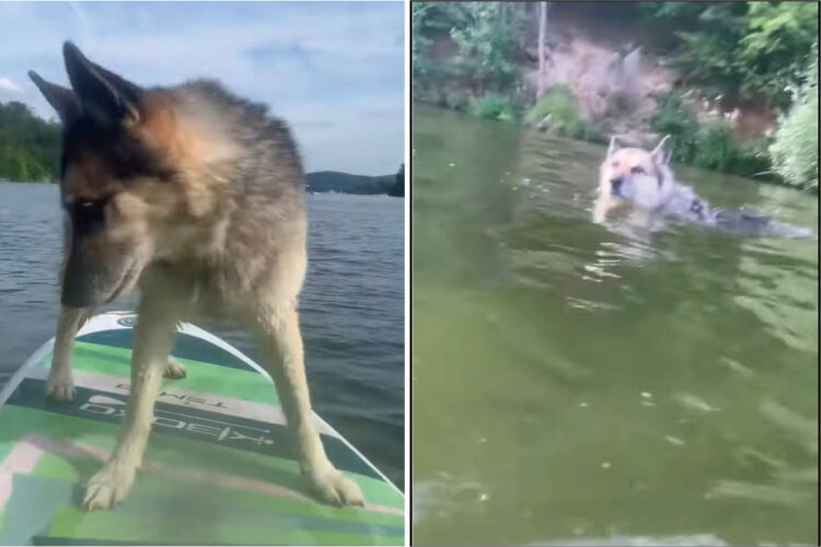 飼い主さんと一緒にパドルボードで湖面に浮かぶ愛犬。ところが、この子が急に湖に飛び込んだ結果、飼い主さんはとばっちりを喰らう羽目に・・