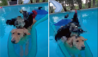 大きな浮き輪に乗ってプールに浮かぶゴールデンレトリバー。ところがこの子、じっとして動くことができません。その理由が微笑ましい！！