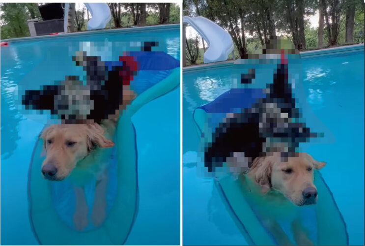 大きな浮き輪に乗ってプールに浮かぶゴールデンレトリバー。ところがこの子、じっとして動くことができません。その理由が微笑ましい！！