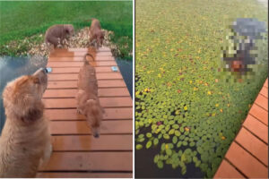 水辺までお散歩に来たゴールデンレトリバーの子犬。水面の浮草を芝生と思ってしまったらしく、この後人生初の水泳の練習をすることになりました