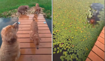 水辺までお散歩に来たゴールデンレトリバーの子犬。水面の浮草を芝生と思ってしまったらしく、この後人生初の水泳の練習をすることになりました