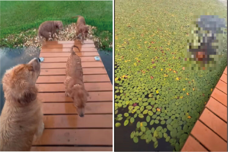 水辺までお散歩に来たゴールデンレトリバーの子犬。水面の浮草を芝生と思ってしまったらしく、この後人生初の水泳の練習をすることになりました