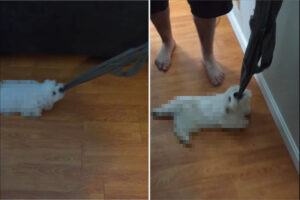 飼い主さんが手にしたシャツの端をくわえる子犬。とはいえ、この子はシャツをオモチャにして駆け回ったりする気は無いようです【アメリカ・動画】