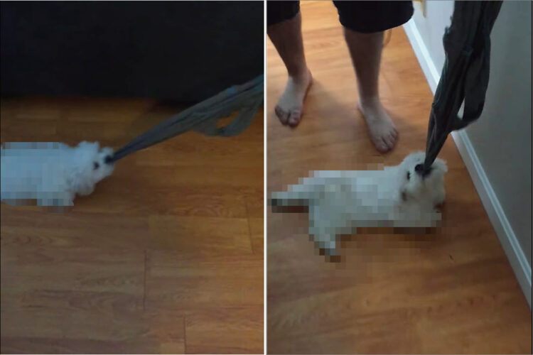 飼い主さんが手にしたシャツの端をくわえる子犬。とはいえ、この子はシャツをオモチャにして駆け回ったりする気は無いようです【アメリカ・動画】