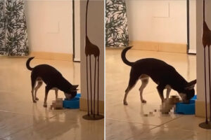 お友達と一緒に美味しいご飯を食べたい犬。その子と一緒に食事をするのはちょっと難しそうですが、とてもほっこりする光景です！！【海外・動画】