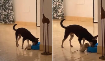 お友達と一緒に美味しいご飯を食べたい犬。その子と一緒に食事をするのはちょっと難しそうですが、とてもほっこりする光景です!!【海外・動画】