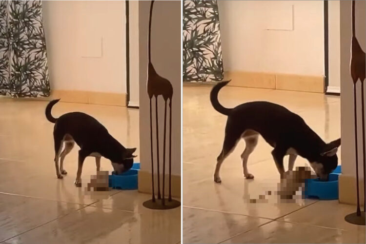 お友達と一緒に美味しいご飯を食べたい犬。その子と一緒に食事をするのはちょっと難しそうですが、とてもほっこりする光景です！！【海外・動画】