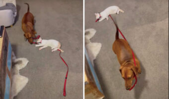 犬がくわえるリードの先には、寝ている猫の姿が。犬は一緒にお散歩に行きたがっているのですが、猫の方はまだ寝ていたいようです【海外・動画】