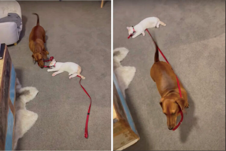 犬がくわえるリードの先には、寝ている猫の姿が。犬は一緒にお散歩に行きたがっているのですが、猫の方はまだ寝ていたいようです【海外・動画】