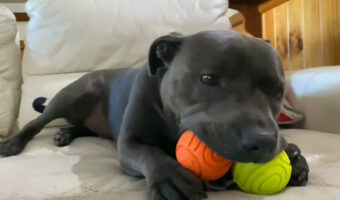 欲張り？それとも優柔不断？子犬はどうしても2つのボールで同時に遊びたいみたいです