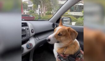 動き出したフロントガラスのワイパーに、すかさず反応を示したコーギー。すると、まさかのアクシデントが！！【アメリカ・動画】