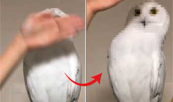 シロフクロウなりのいないいないばあ？飼い主さんが顔の前に手をかざすと、ぬっと頭を動かし顔をのぞかせます！【海外・動画】