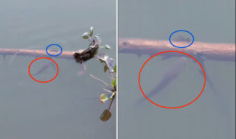 絶対つかまりたくない小さな魚。水面に浮かぶ木の枝を巧みに使って、追い回してくる大きな魚からその身を隠します