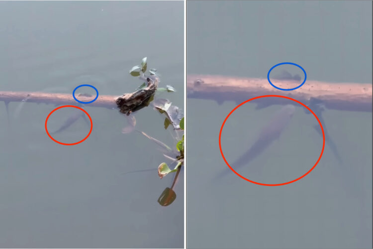 絶対つかまりたくない小さな魚。水面に浮かぶ木の枝を巧みに使って、追い回してくる大きな魚からその身を隠します