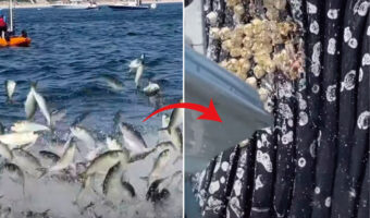 静かな海に、突如宙を舞うようにして魚の群れが現れた!その後を追うように姿を見せたのは・・、『あの海洋生物』でした!!【アメリカ・動画】