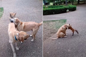 【ほっこりエピソード】一時保護した子ぎつねが・・。野生に戻った後も仲良しの犬たちと遊ぶため毎日通ってくる！【アメリカ・動画】