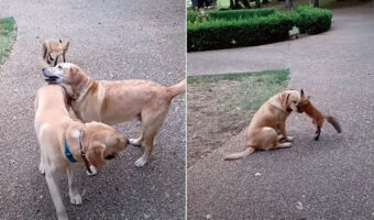 【ほっこりエピソード】一時保護した子ぎつね 野生に戻った後も仲良くなった犬たちと遊ぶために毎日会いに来るようになった！【アメリカ・動画】