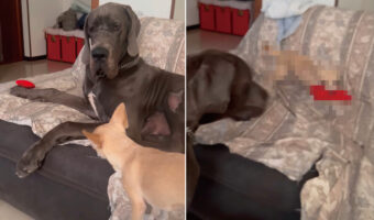 グレートデーンの持っているオモチャがどうしても欲しいチワワ。グレートデーンが見せた一瞬の隙を付いて・・！！【海外・動画】