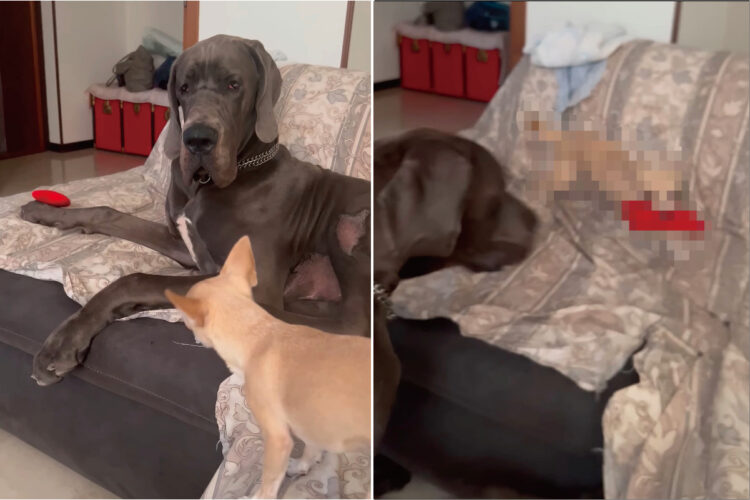 グレートデーンの持っているオモチャがどうしても欲しいチワワ。グレートデーンが見せた一瞬の隙を付いて・・！！【海外・動画】