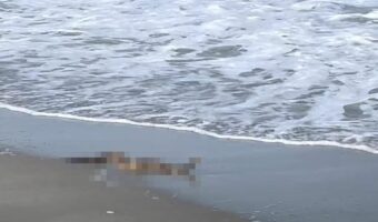 幾度となく打ち寄せる波。リゾートビーチの波打ち際にいて海を満喫していたのは・・、とても意外な『ある生物』だったのです!【アメリカ・動画】