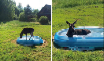 ある晴れた日に庭に姿を見せたヘラジカの子供。庭に置かれたあるものですっかりくつろぎ始めてしまいました【海外・動画】