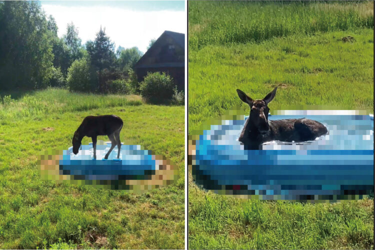 ある晴れた日に庭に姿を見せたヘラジカの子供。庭に置かれたあるものですっかりくつろぎ始めてしまいました【海外・動画】