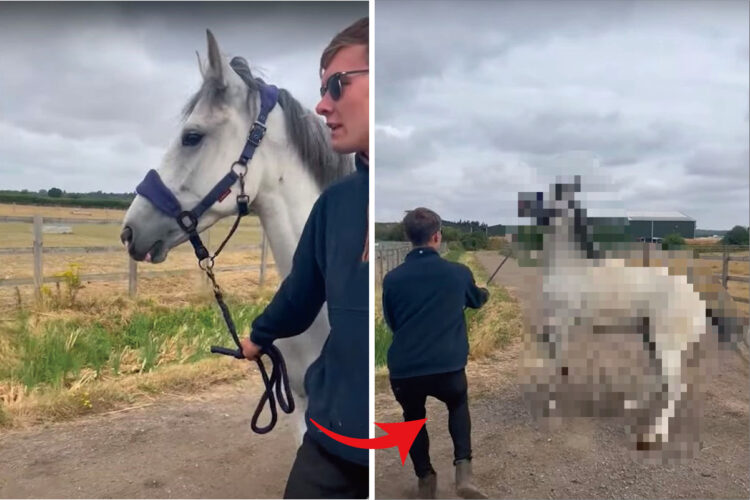 男性に引かれて散歩をしている馬。ところがピタッと足を止めると・・、その直後『驚きの行動』に出たのです！！【海外・動画】